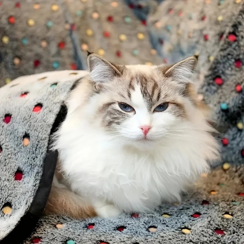 3PCS Soft Fluffy Pet Blanket C - Pet Supplies Direct recension och pris