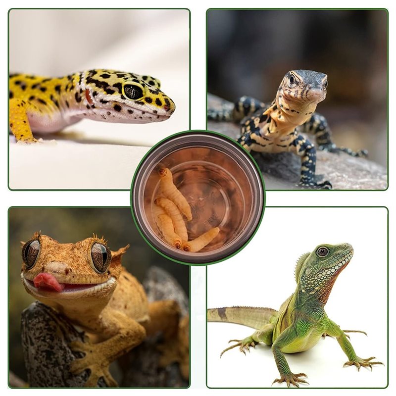 Crested Gecko Food And Water F - Pet Supplies Is Food recension och pris